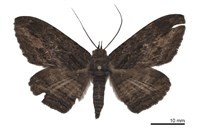 藏品(亂紋裳蛾)的圖片